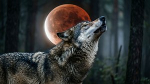 Wolf Howling Eclipse