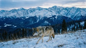 Wolf in Winter Altai