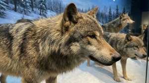 Wolf Pack Diorama