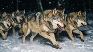 Wolf Run