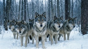 Wolves in Snow