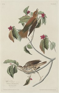 Wood Thrush
