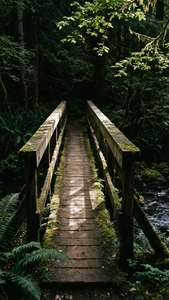Wooden Bridge Stream
