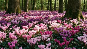 Woodland Carpet Cyclamen