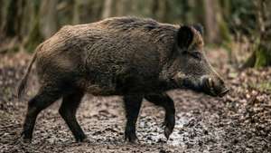 Woodland Path Boar