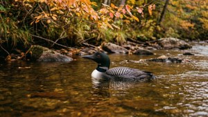Woodland River Loon