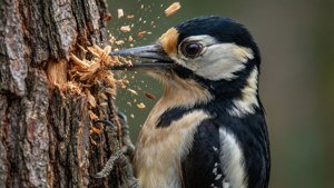 Woodpecker at Work