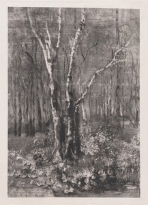 Woods in the Park near Monza
