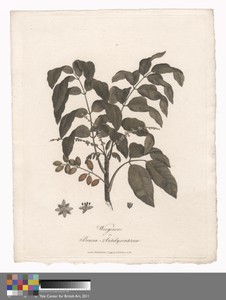 Wooginoos or Brucea Antidysenterica