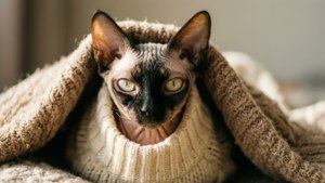 Wrapped in Warmth