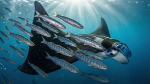 Wrasse Swarm