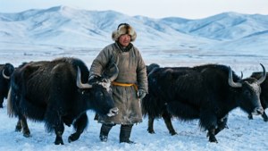 Yak Herder in Winter