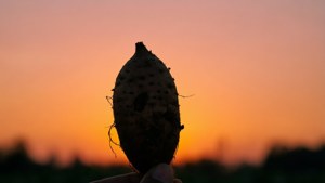 Yam Silhouette Sunset