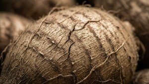 Yam Skin Macro