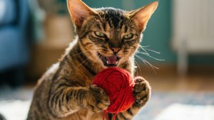 Yarn Chase