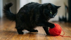 Yarn Chase Cymric