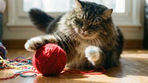 Yarn Playtime Cymric