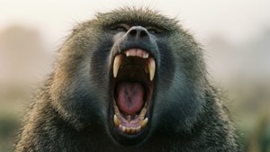 Yawning Baboon