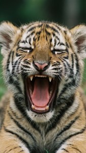 Yawning Cub