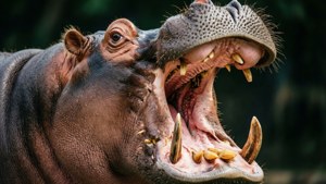 Yawning Hippo Close-Up