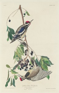 Yellow-bellied Woodpecker