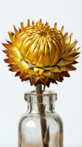 Yellow Craspedia Bottle