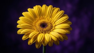 Yellow Daisy Contrast