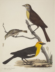 Yellow-headed Blackbird, Female Blackbird, and Female Cape May Warbler