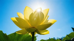 Yellow Lotus Sunny Day