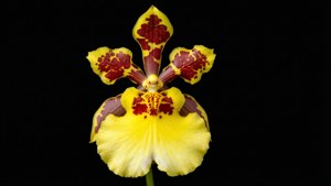 Yellow Oncidium Spark