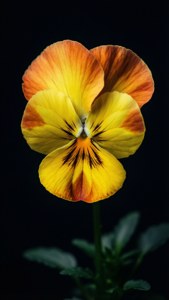 Yellow Pansy Dark Contrast