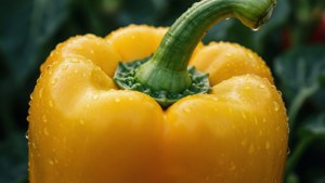 Yellow Pepper Dewdrops