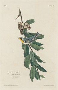 Yellow-throated Warbler