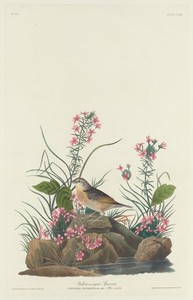 Yellow-winged Sparrow