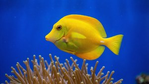 Yellow Wrasse Minimal
