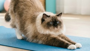 Yoga Stretch Cute