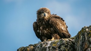 Young Eagle on Cliff