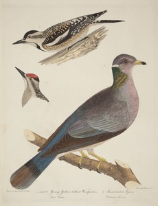 Young Yellow-bellied Woodpeckers and Band-tailed Pigeon