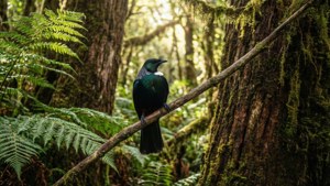 Zealandia Native Trail
