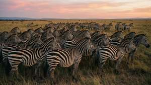 Zebra Camo
