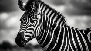 Zebra Monochrome