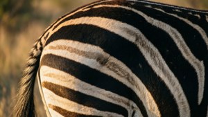 Zebra Stripes in Sunlight