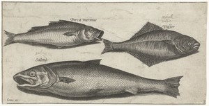 Zeebaars, tong en een zalm