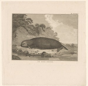 Zeeotter