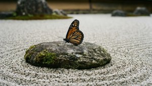 Zen Garden