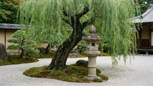 Zen Garden Willow