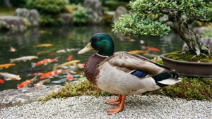 Zen Mallard