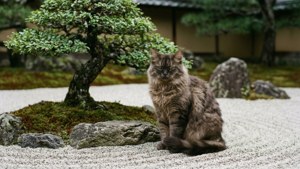 Zen Moment