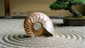 Zen Nautilus Garden