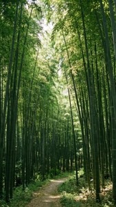 Zhushan Bamboo Forest